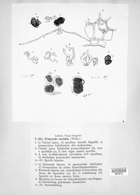 Urocystis occulta image